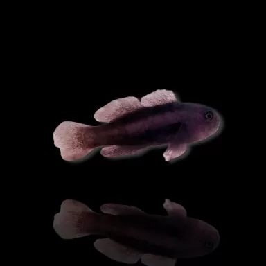 Gobiodon Acicularis kopen? | Coralandfishstore.nl