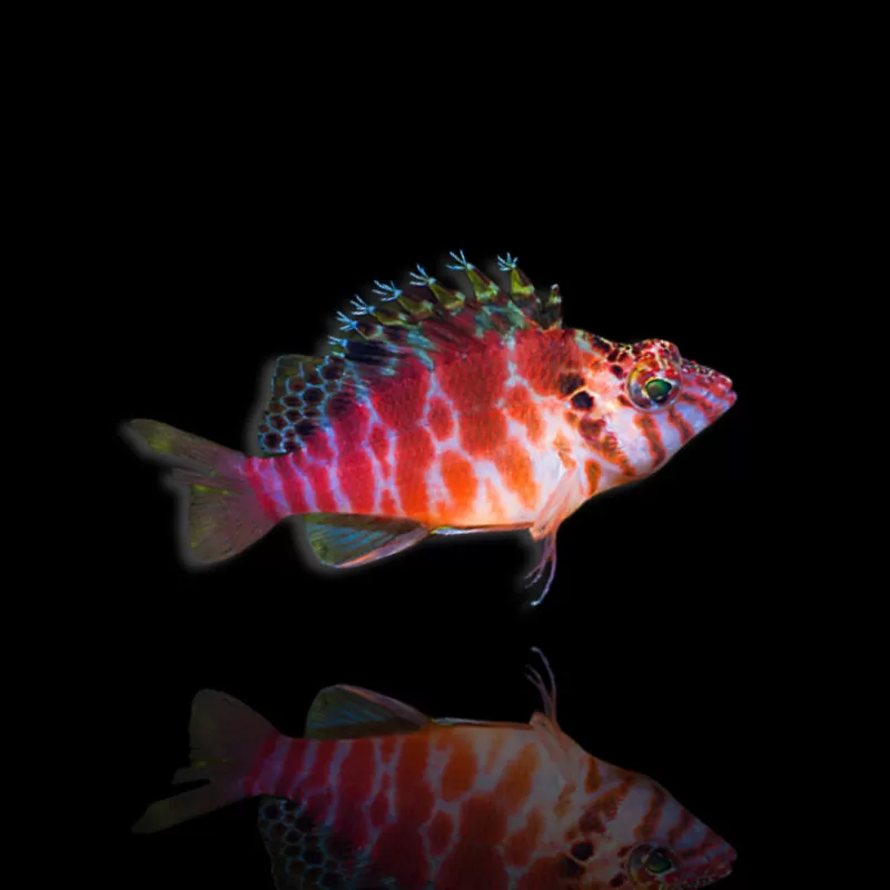 Cirrhitichthys aprinus