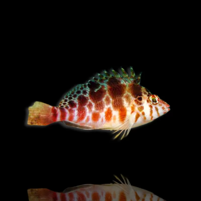 Cirrhitichthys aprinus - koraalklimmer kopen? | Coralandfishstore.nl