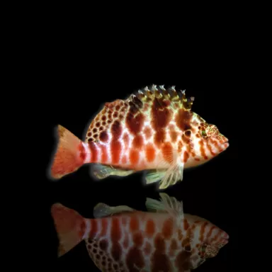 Cirrhitichthys aprinus