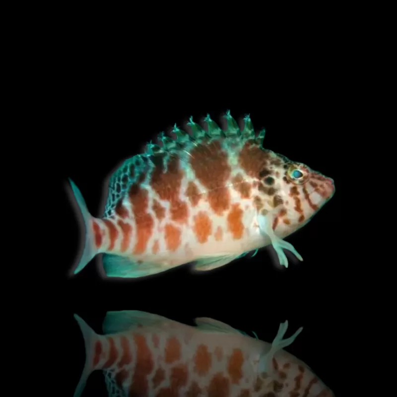 Cirrhitichthys aprinus - koraalklimmer kopen? | Coralandfishstore.nl