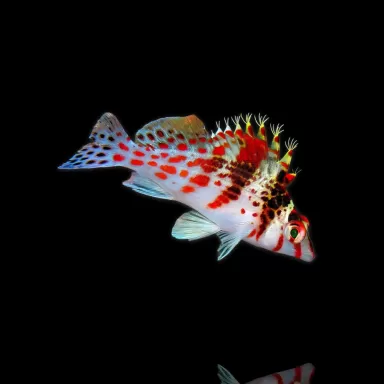 Cirrhitichthys falco