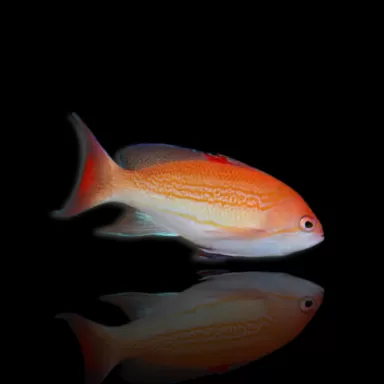 Pseudanthias Luzonensis
