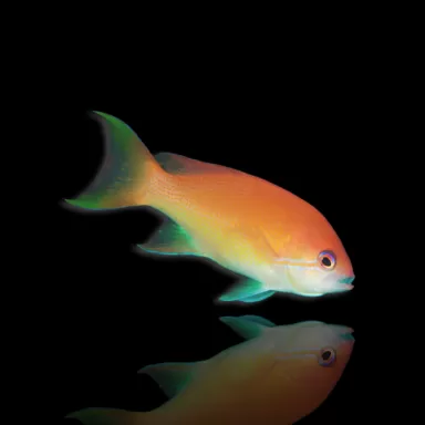 Pseudanthias Luzonensis kopen? | Coralandfishstore.nl