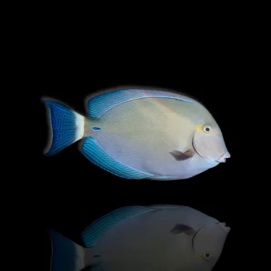 Acanthurus blochii
