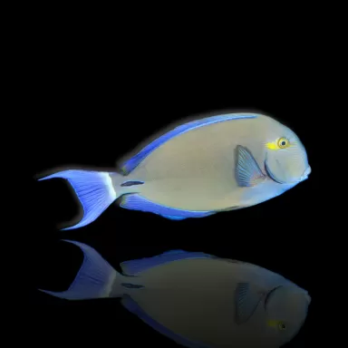 Acanthurus blochii kopen? | Coralandfishstore.nl