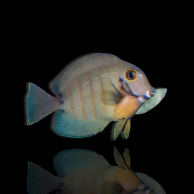 Acanthurus tristis kopen? | Coralandfishstore.nl