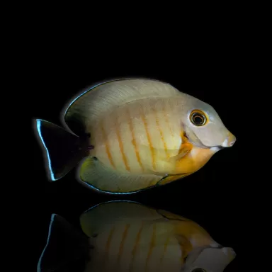 Acanthurus tristis