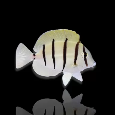 Acanthurus triostegus