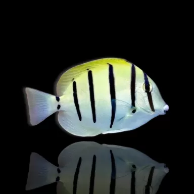 Acanthurus triostegus kopen? | Coralandfishstore.nl