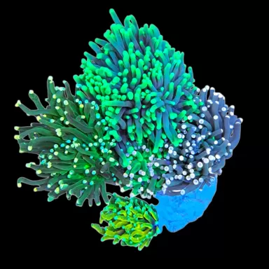 WYSIWYG 649 Euphyllia cristata tuintje L-size