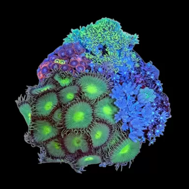 WYSIWYG 650 Koralentuintje L-size