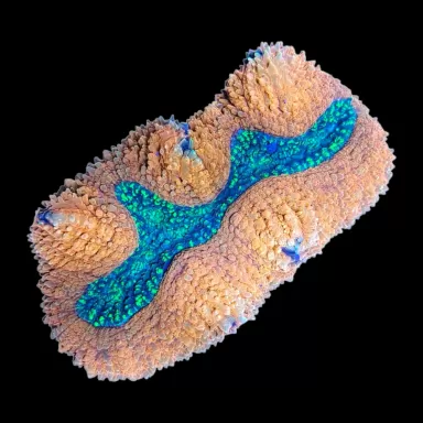 WYSIWYG 652 Symphyllia