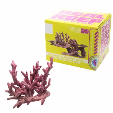 Möchten Sie Real Reef Fancy Branch Rock kaufen? | Coralandfishstore.nl