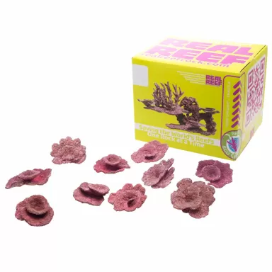 Möchten Sie Real Reef Mini Plate Corals – 10 Stück kaufen? Coralandfishstore.nl