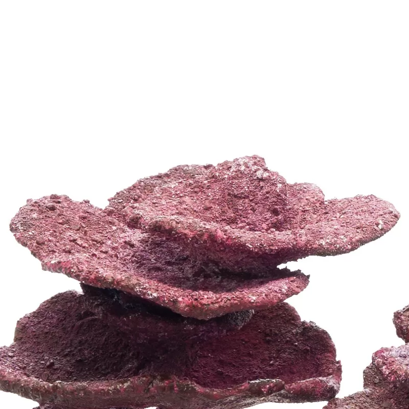 Real Reef Mini Plate Corals - 10stuks kopen?| Coralandfishstore.nl