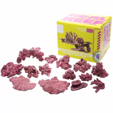 Real Reef Mini Mix - 9-10 Stück kaufen? | Coralandfishstore.nl