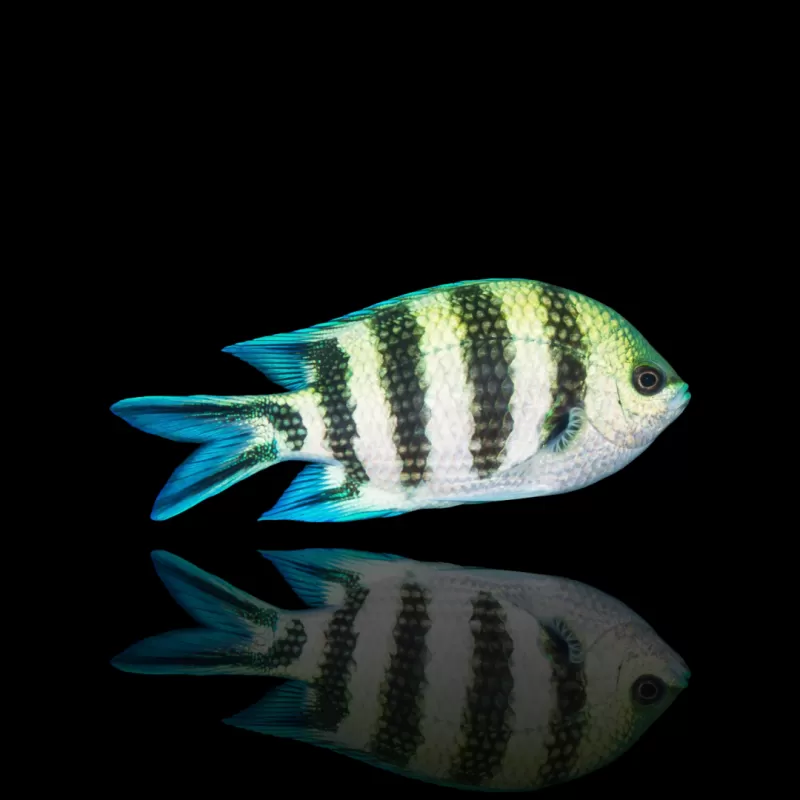 Abudefduf sexfasciatus kopen? Coralandfishstore.nl