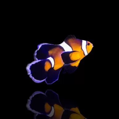 Amphiprion ocellaris Long fin