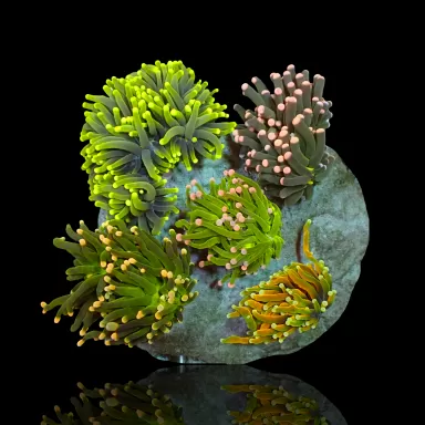 Euphyllia Glabrescens Mix Tuintje 5 koppen kopen?