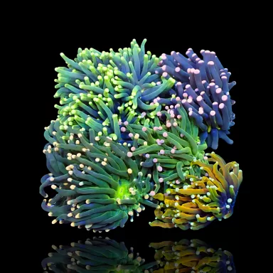 Möchten Sie Euphyllia Glabrescens Mix Garden 5 Köpfe kaufen?