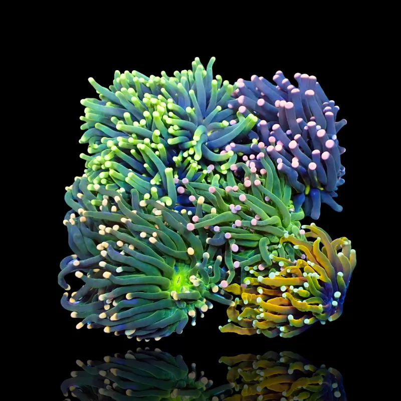 Möchten Sie Euphyllia Glabrescens Mix Garden 5 Köpfe kaufen?