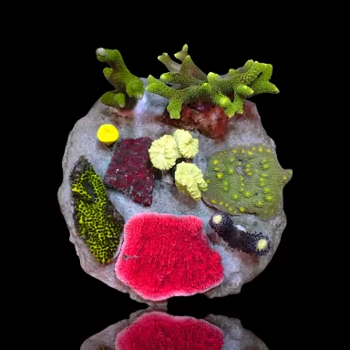 Möchten Sie einen Stone Coral Mix Garden kaufen? Coralandfishstore.nl