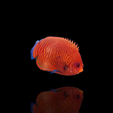 Centropyge Aurantia T.B. kopen? Coralandfishstore.nl