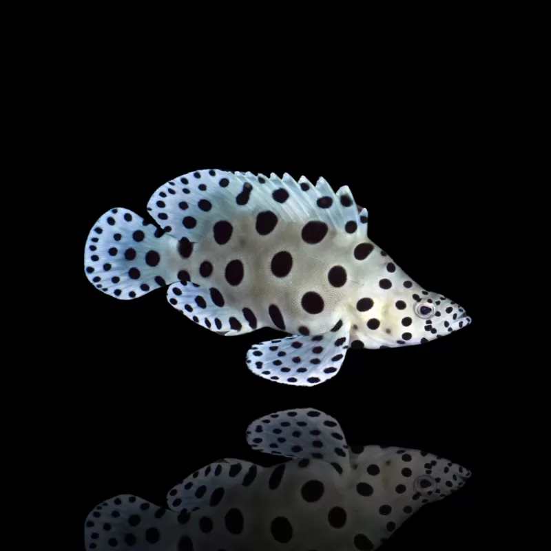 Cromileptes altivelis M kopen? Coralandfishstore.nl