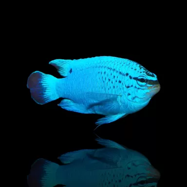 Chrysiptera Cyanea Weibchen kaufen?| Coralandfishstore.nl