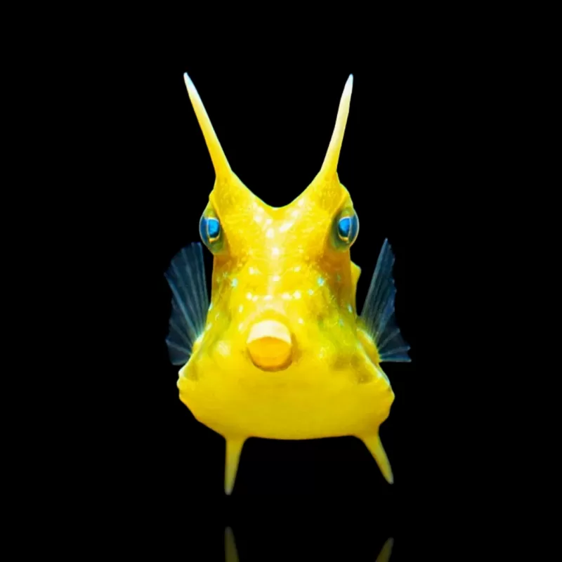 Lactoria Cornuta | Coralandfishstore.nl