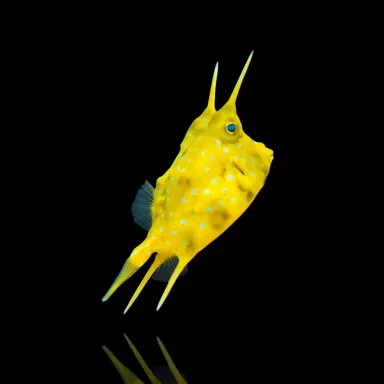 Lactoria Cornuta | Coralandfishstore.nl