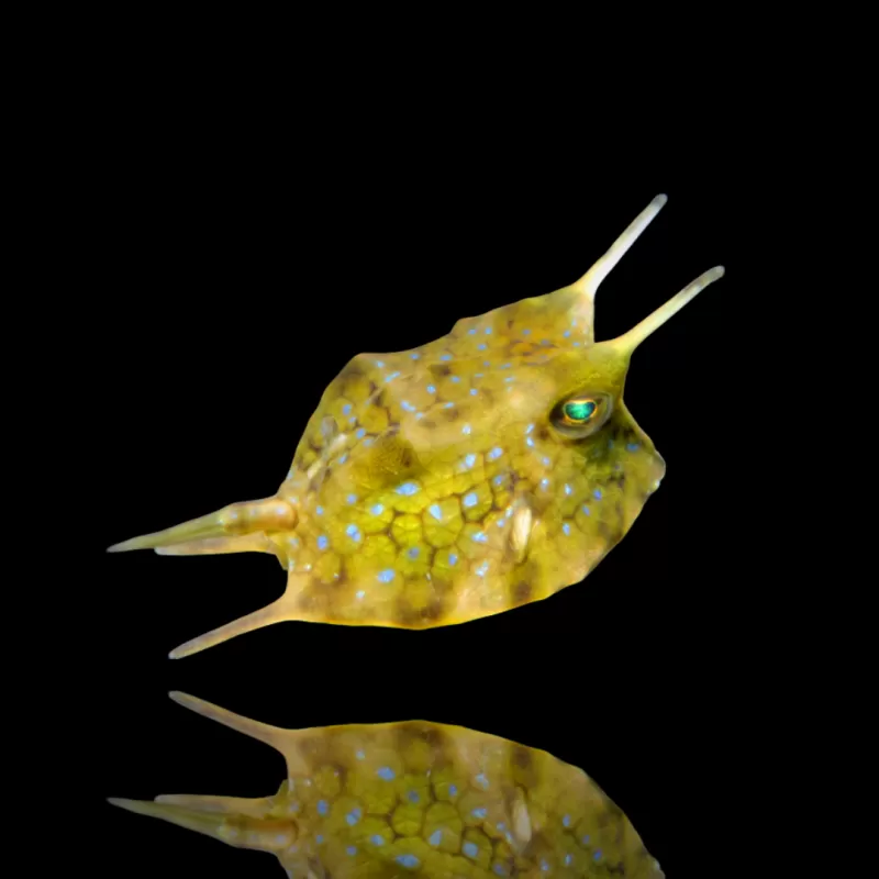 Lactoria Cornuta | Coralandfishstore.nl