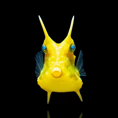 Lactoria Cornuta kopen? | Coralandfishstore.nl