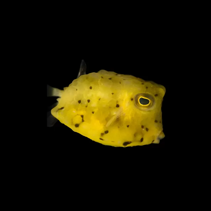 Lactoria Cornuta kopen? | Coralandfishstore.nl