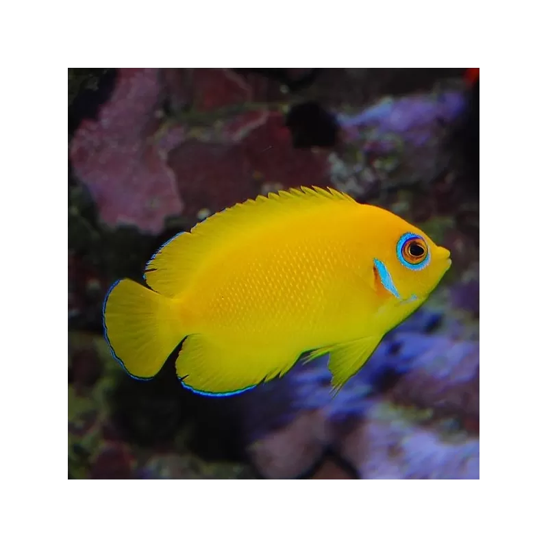 Centropyge Flavissima