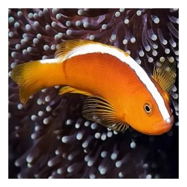Amphiprion Akallopisos M