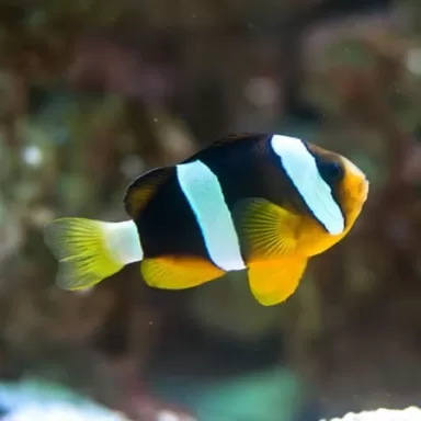 Amphiprion Clarckii