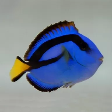 Paracanthurus Hepatus S