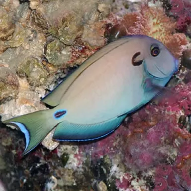 acanthurus tennenti M