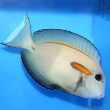 Acanthurus Olivaceus M