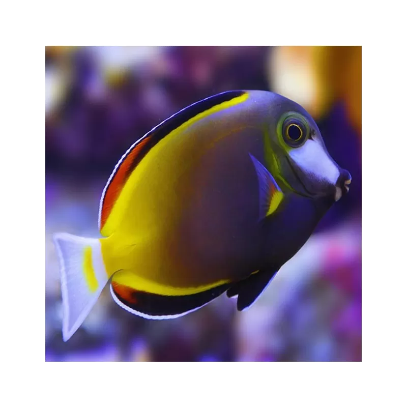 Acanthurus Japonicus M