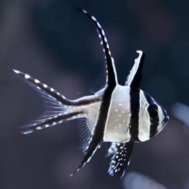 Pterapogon Kauderni
