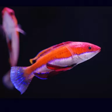 Cirrhilabrus rubriventralis