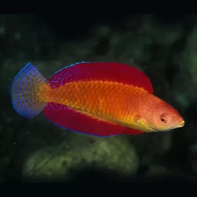 Cirrhilabrus Rubripinnis