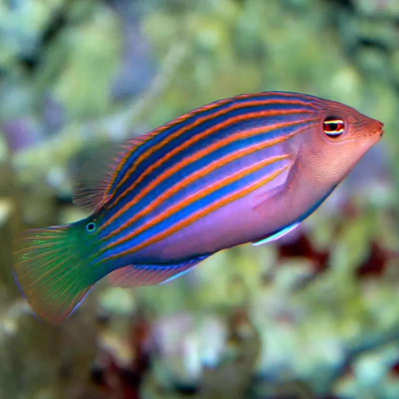 Pseudocheilinus Hexataenia