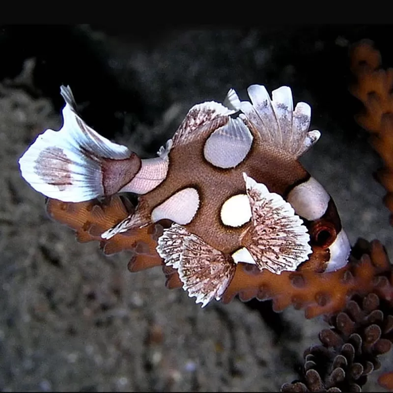 Plectorhinchus Chaetodonoides M 4 7cm