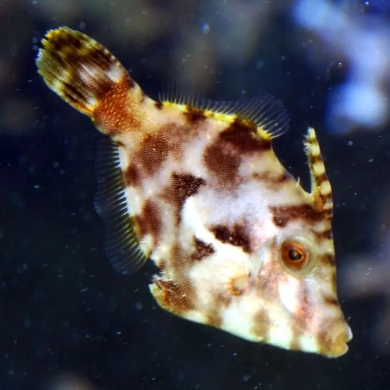 Acreichthys Tomentosus (M)