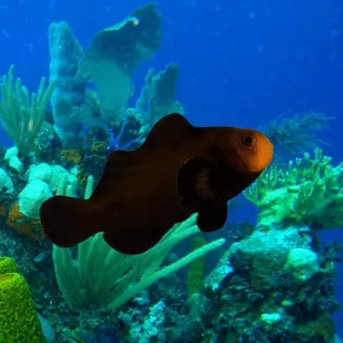 Amphiprion ocellaris midnight