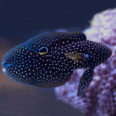 Calloplesiops Altivelis M